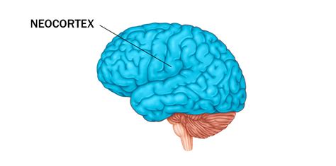 Neocórtex Anatomía Y Función Del Isocórtex