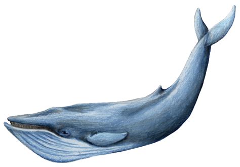 Blue Whale Png Pic Blue Whale Png Png Image Transparent Png Free
