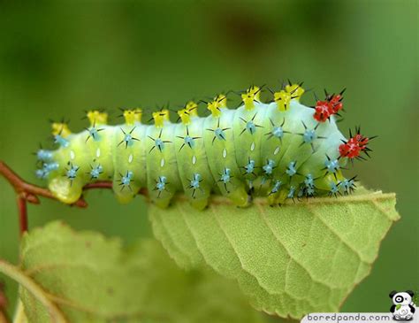 22 Weird And Beautiful Caterpillars Bored Panda