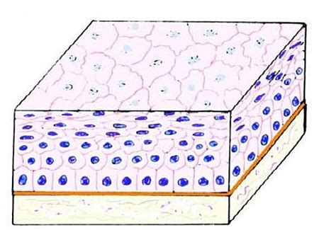 Stratified Squamous Epithelium Function Structure