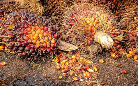 Harga Tandan Buah Segar Kelapa Sawit Hari Ini Pippa Mackay