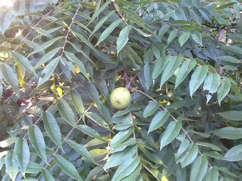 Five common species are shown here. Can someone please help me identify this tree? (leaf ...