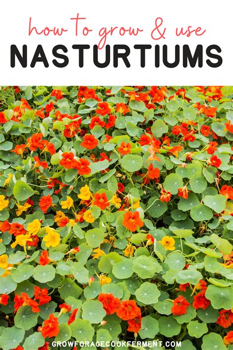 How To Grow And Use Nasturtiums In 2020 Nasturtium Plants Garden