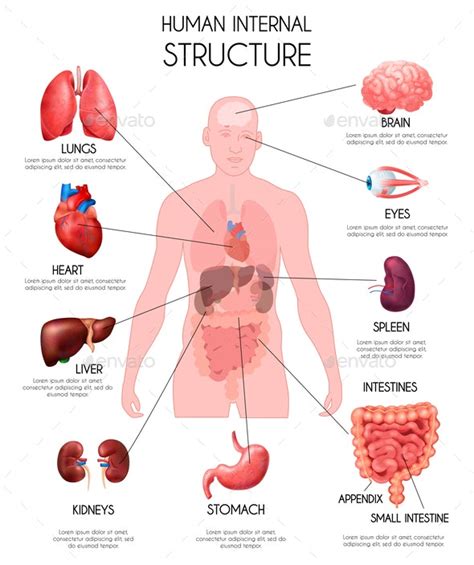 Realistic Human Internal Organs Infographics Vectors Graphicriver