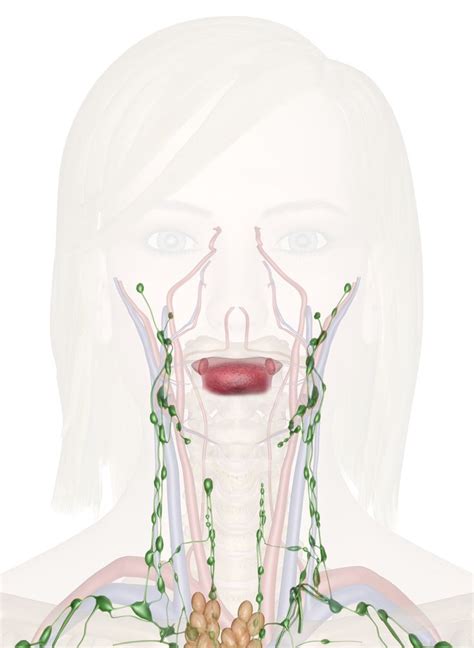 Immune And Lymphatic Systems Of The Head And Neck Lymphatic System