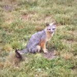 Gray Foxes Are Year Round Residents Of The Mendonoma Coast Mendonoma