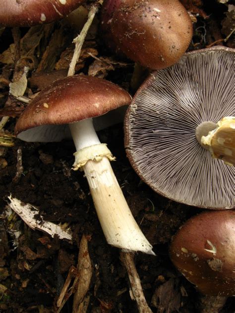 Stropharia Rugosoannulata Mushroom Hunting And Identification