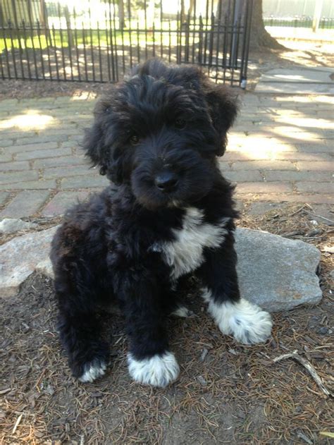 Cute Brown Puppy Schnoodle Cross Between A Schnauzer And A Poodle