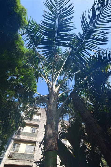 Show Us Your Soaring Palmy Spaces Discussing Palm Trees Worldwide