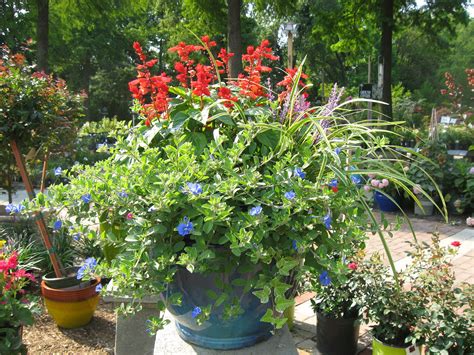 Impressive 25 Gorgeous Full Sun Container Plants Ideas To Make Up Your