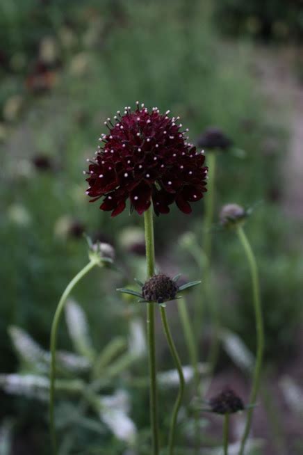 How To Grow Scabiosa Pincushion Flower — The Kokoro Garden