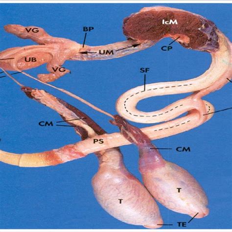 A Sagittal View Of The Stallion Reproductive Tract Anatomy Download