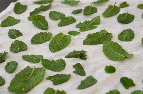 Conserver sécher congeler et utiliser la menthe récoltée au potager