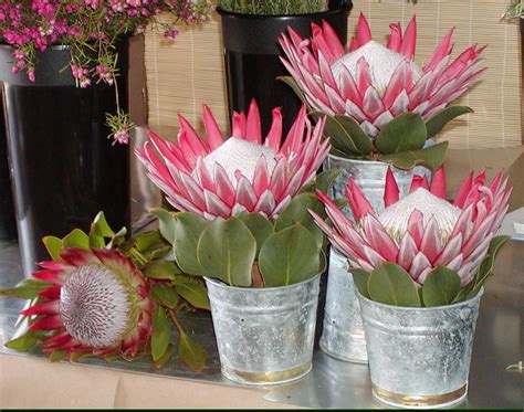 King Protea Protea Flower Flower Vase Arrangements Flower Arrangements