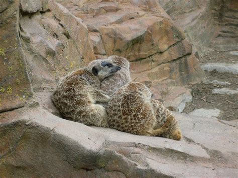 Meerkat Hug Sophie B Flickr