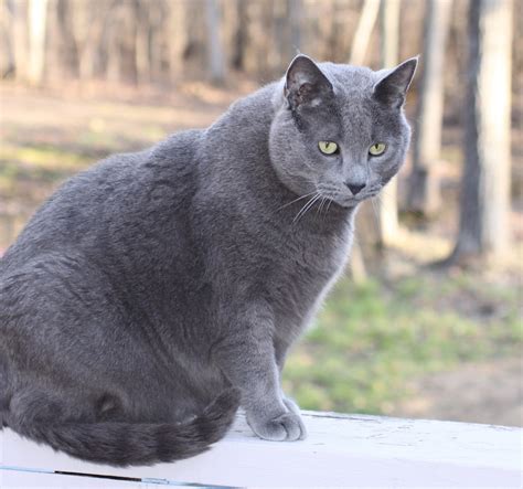 图片素材 性质 头发 可爱 男 宠物 毛皮 灰色 黑猫 动物群 晴朗 外 鼻子 眼睛 晶须 脂肪 杂交