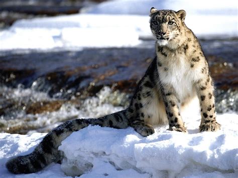 Snow Leopard Animal Wildlife
