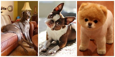 11 Best Dog Breeds for Apartments - Mashoid