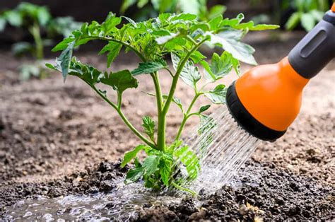 Watering Tomato Plants How To How Often And How Much Tomato Bible