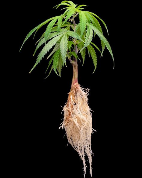 Grow Cannabis With Healthy Roots Oxygen Can Be A Limiting Factor In