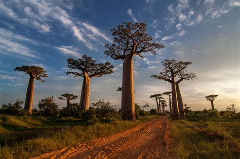 Baobab Allee Bei Morondava Madagascar