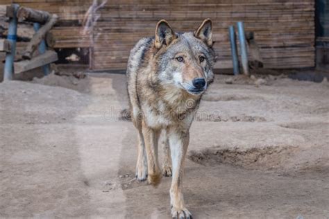 Northern Rocky Mountains Wolf Canis Lupus Irremotus Stock Image