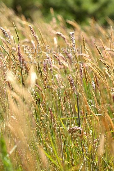 In spring, you should mow with the blades set high prevent compaction by aerating your lawn. Pastoral grass seed heads. Long pasture grasses, New Zealand (NZ). Stock photo from New Zealand ...
