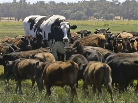 ¡impresionante Una Gigantesca Vaca De 2 Metros De Altura Y 4000 Libras De Peso Ha Sido