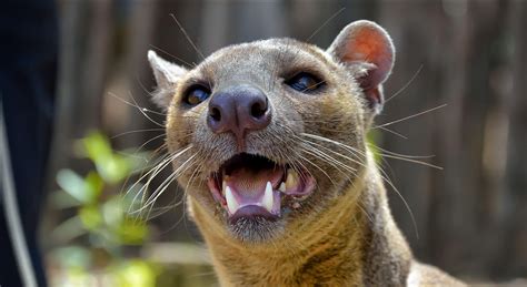 Fossa Wallpapers Wallpaper Cave