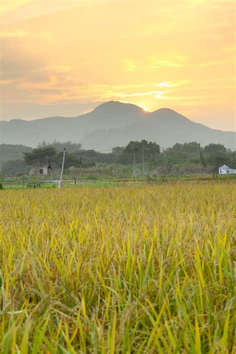 Golden Sunset Over Farm Field Stock Photo Image Of Landscape Beauty