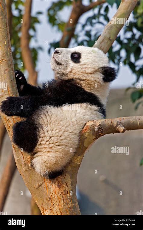 Young Giant Panda Cub In Tree At Chengdu Research Base Of Giant Panda