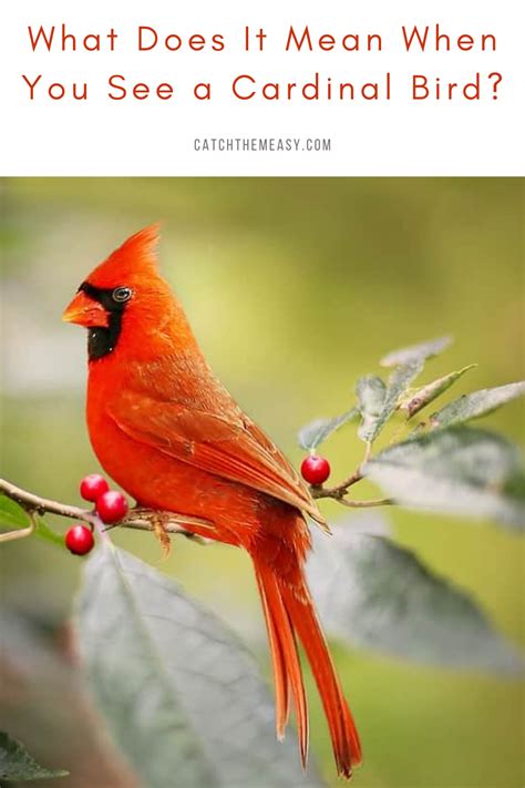 What Does It Mean When You See A Cardinal Bird Catch Them Easy