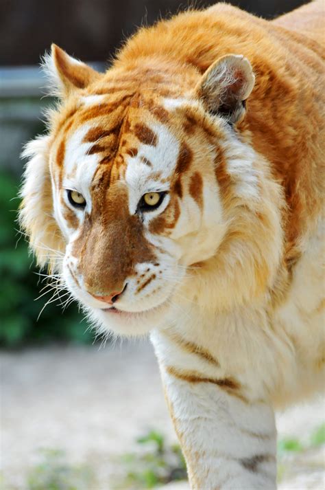 Extremely Rare Golden Tiger Rpics