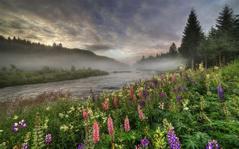 Norway Forest River Trees Fog Flowers Summer Morning Wallpaper
