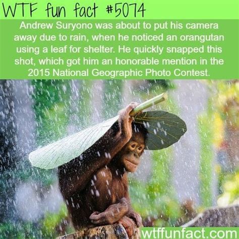 Wtf Fun Facts Collection Barnorama
