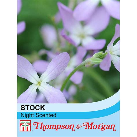 Stock Night Scented Seeds Thompson And Morgan