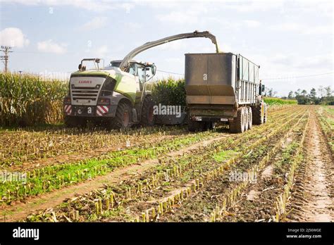Process Of Corn Silage Harvest At Farm Stock Photo Alamy