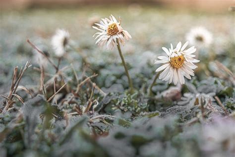 Free Picture Frozen Daisies Bellis Perennis Flowers In Grass Close Up