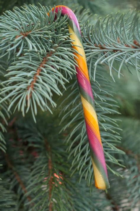 Candy Canes On Christmas Tree Stock Photo Image Of Coniferous