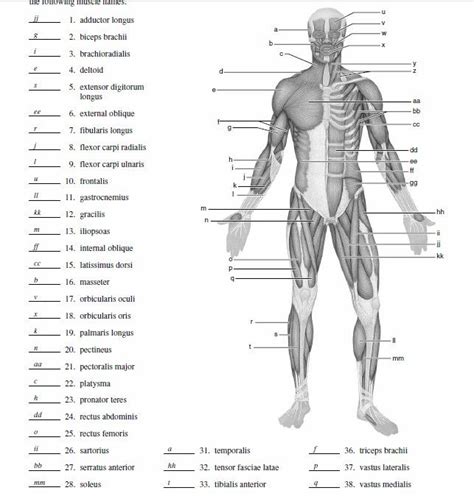 Printable Muscle Anatomy Worksheet