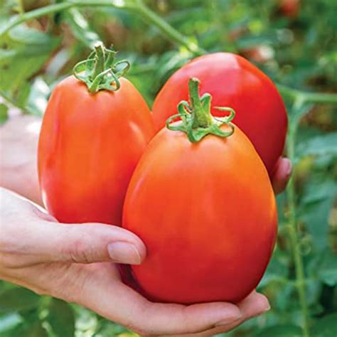 Tomato Burpees Super Sauce F1 Seeds Quality Seeds From Sow Seeds Ltd