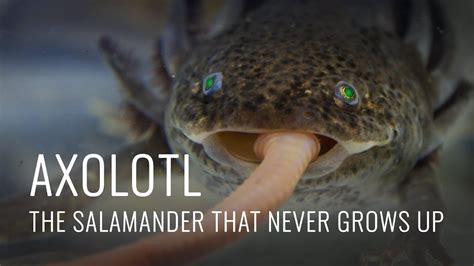 Axolotl Some Fascinating Facts Youtube