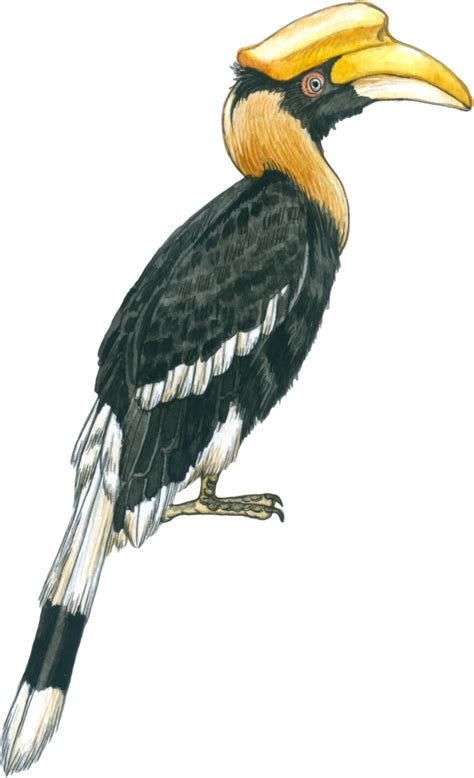 Hornbill Watercolor Tropical Bird Forest Animal 38341187 Png