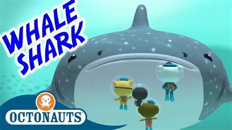 Octonauts The Whale Shark Series 1 Full Episode Cartoons For