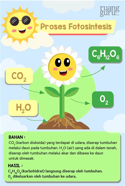 Detail Gambar Fotosintesis Tumbuhan Koleksi Nomer 18