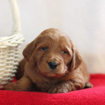 Find goldendoodle puppies for sale with pictures from reputable goldendoodle breeders. Goldendoodle puppy for sale in GAP, PA. ADN-53699 on ...