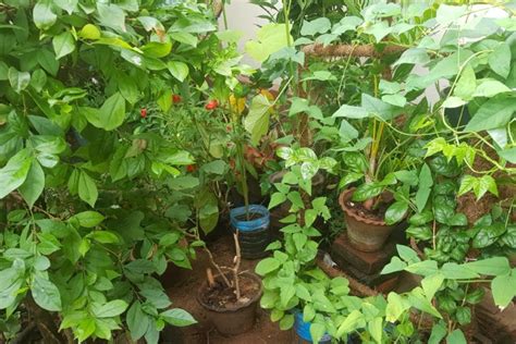 How To Grow Vegetables In Sri Lanka Best Vegetable In The World