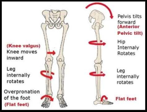 Pelvic Tilt Anatomy Human Anatomy