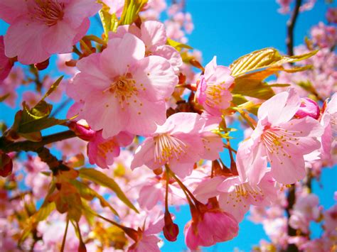Free Images Branch Flower Petal Spring Produce Pink Japan