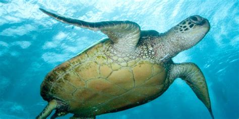 13 Fun Facts About Green Sea Turtles Florida